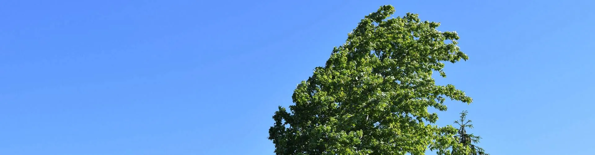 Tree bending in strong wind against a blue sky