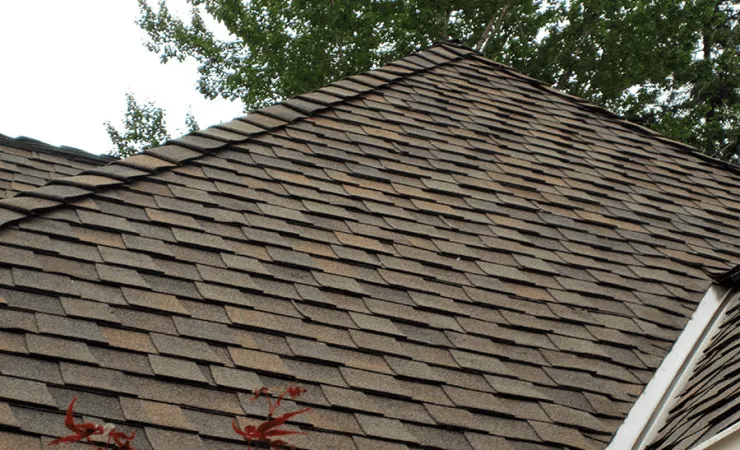 Brown asphalt shingle roof with trees behind it