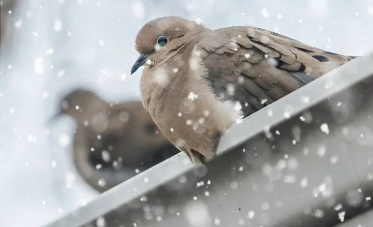 Two doves perched on an aluminum eavestrough in falling snow