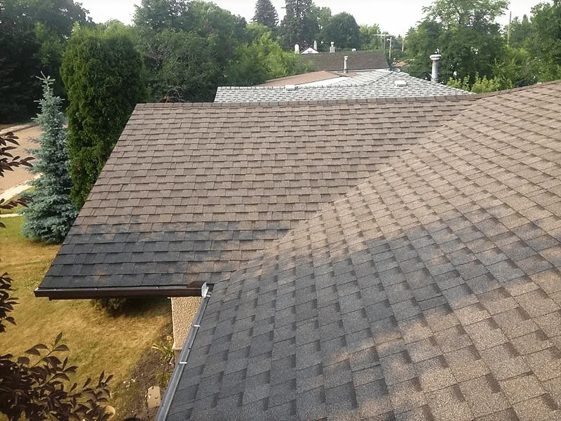 Brown shingle roof above a backyard with spruce trees